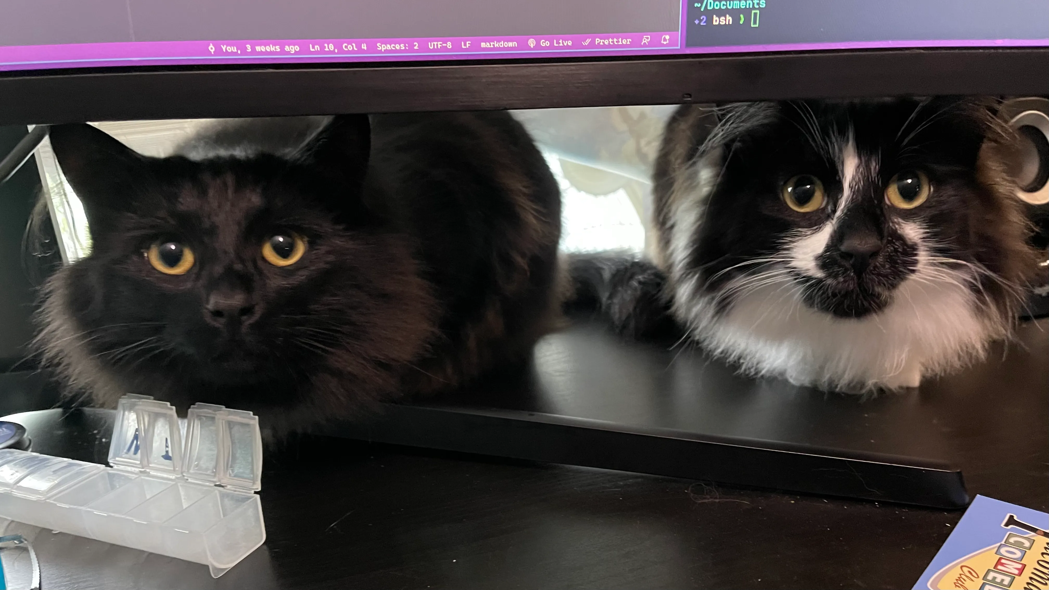 Okay human, now do something interesting. cats staring at you patiently
