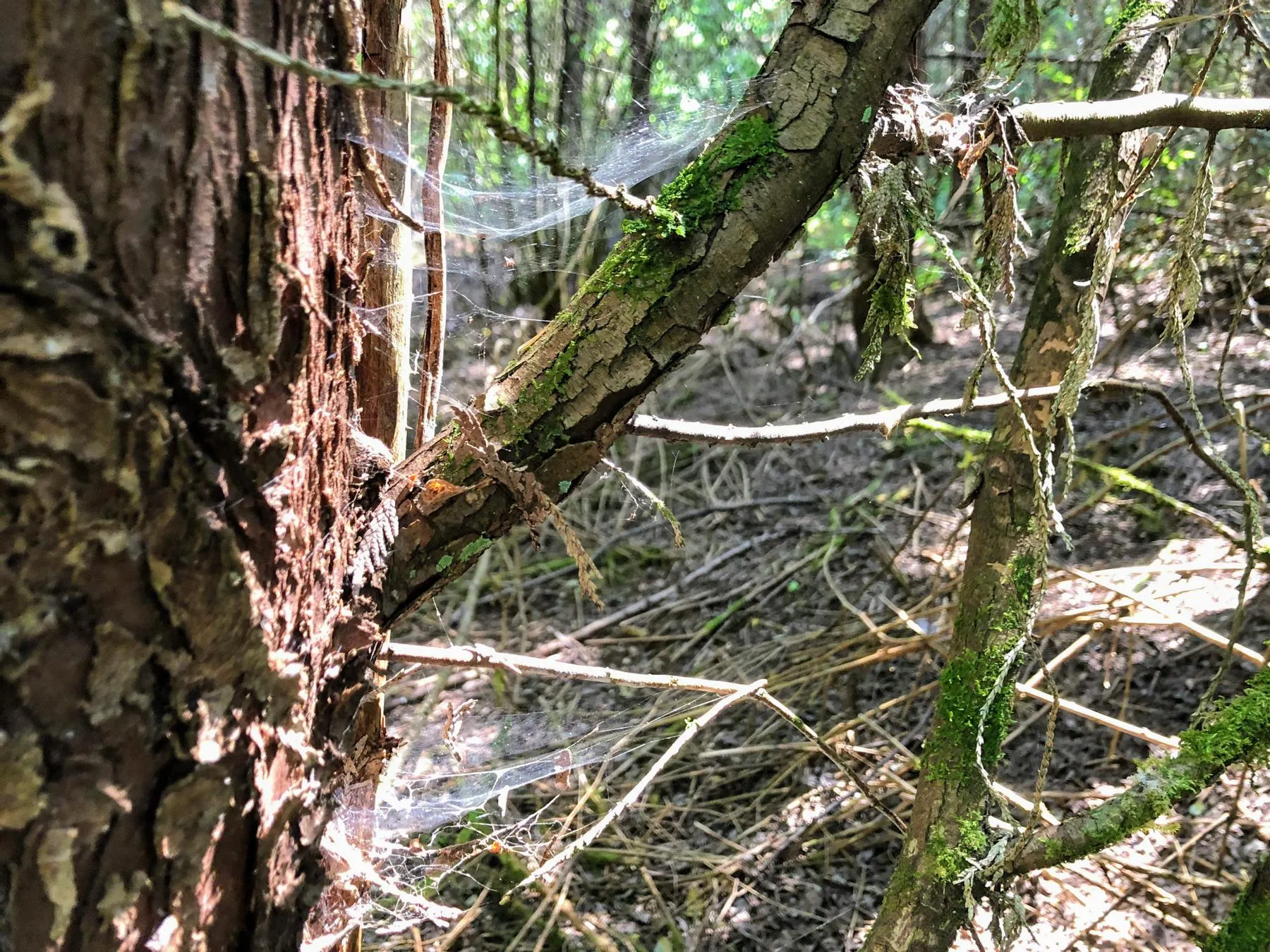 A spider neighborhood