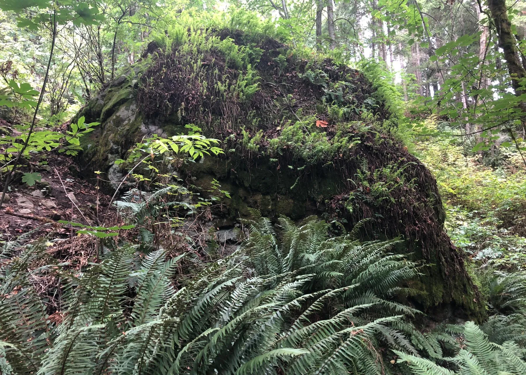 Fantastic Erratic Large mossy rock