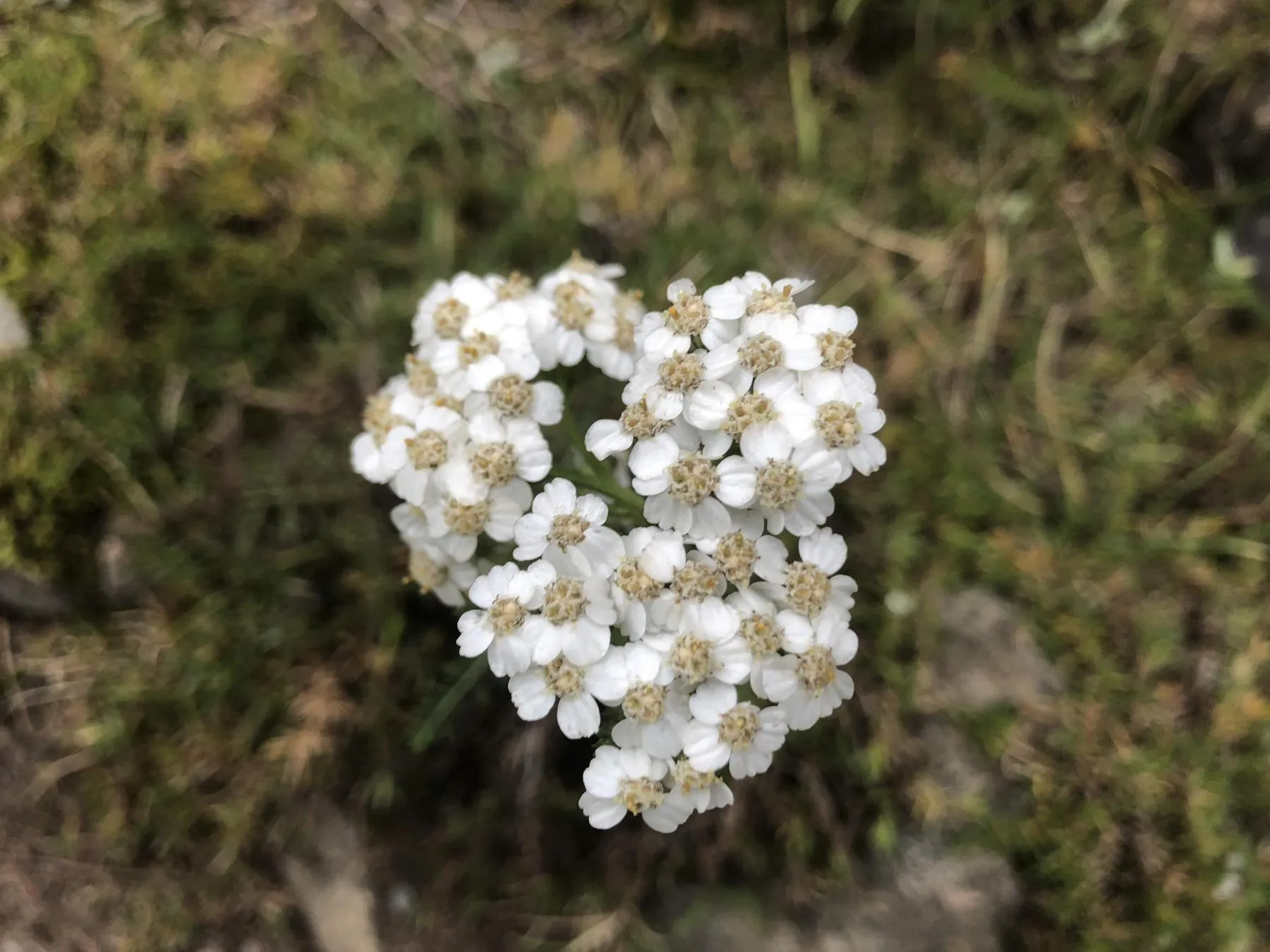 Flower!