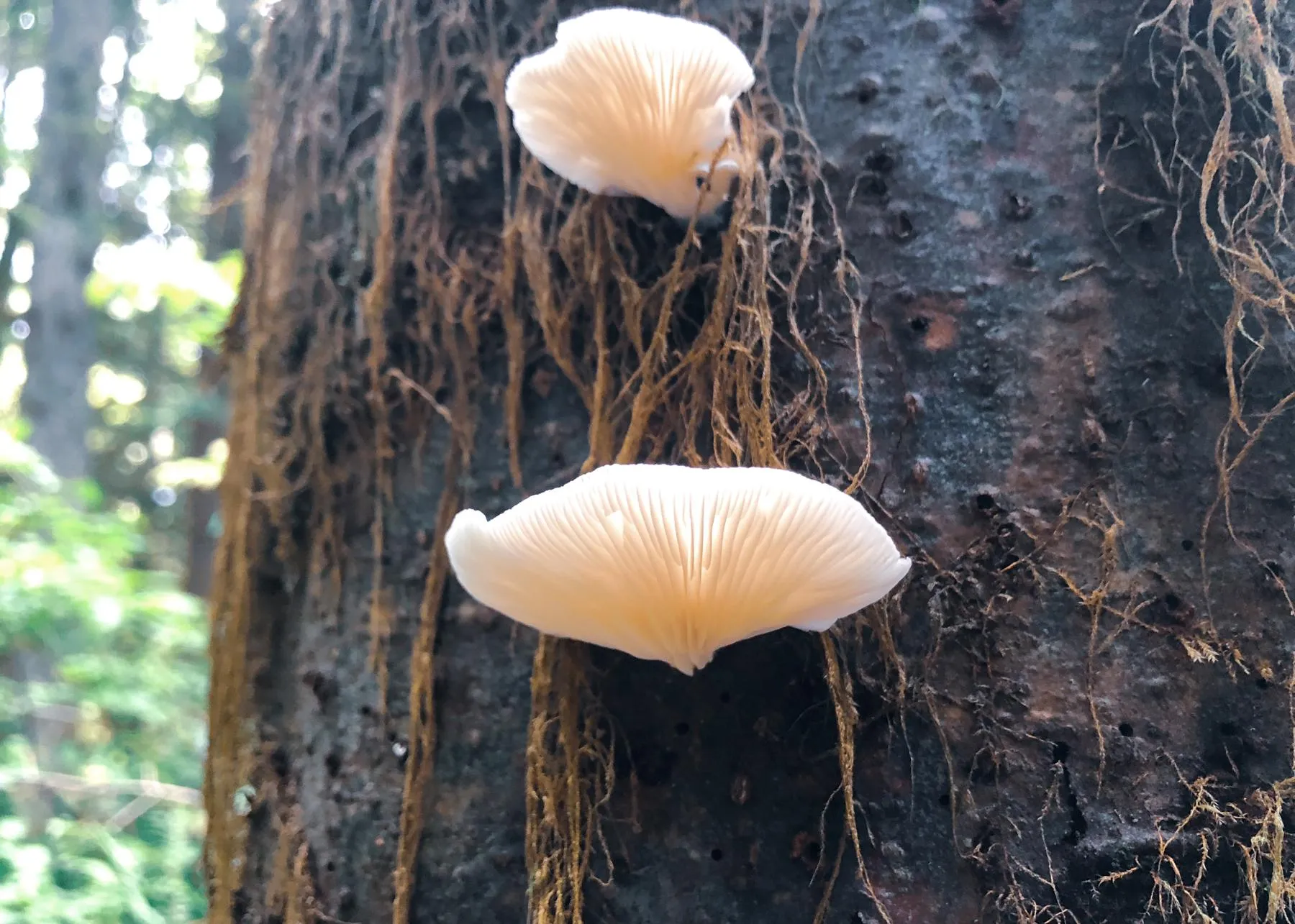 Look! Fungus! clamshell-looking fungi on a tree trunk