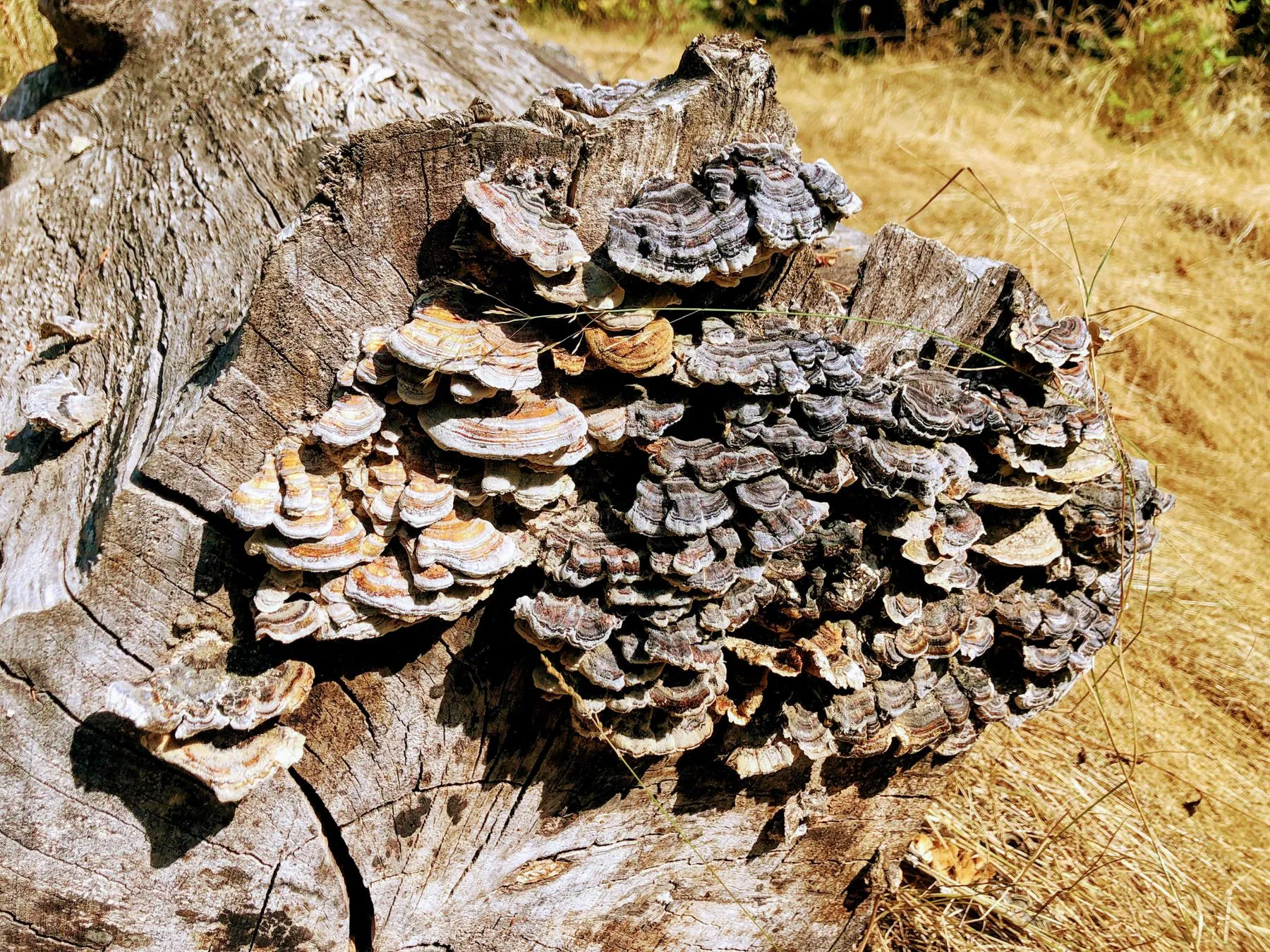 Look! Fungus!