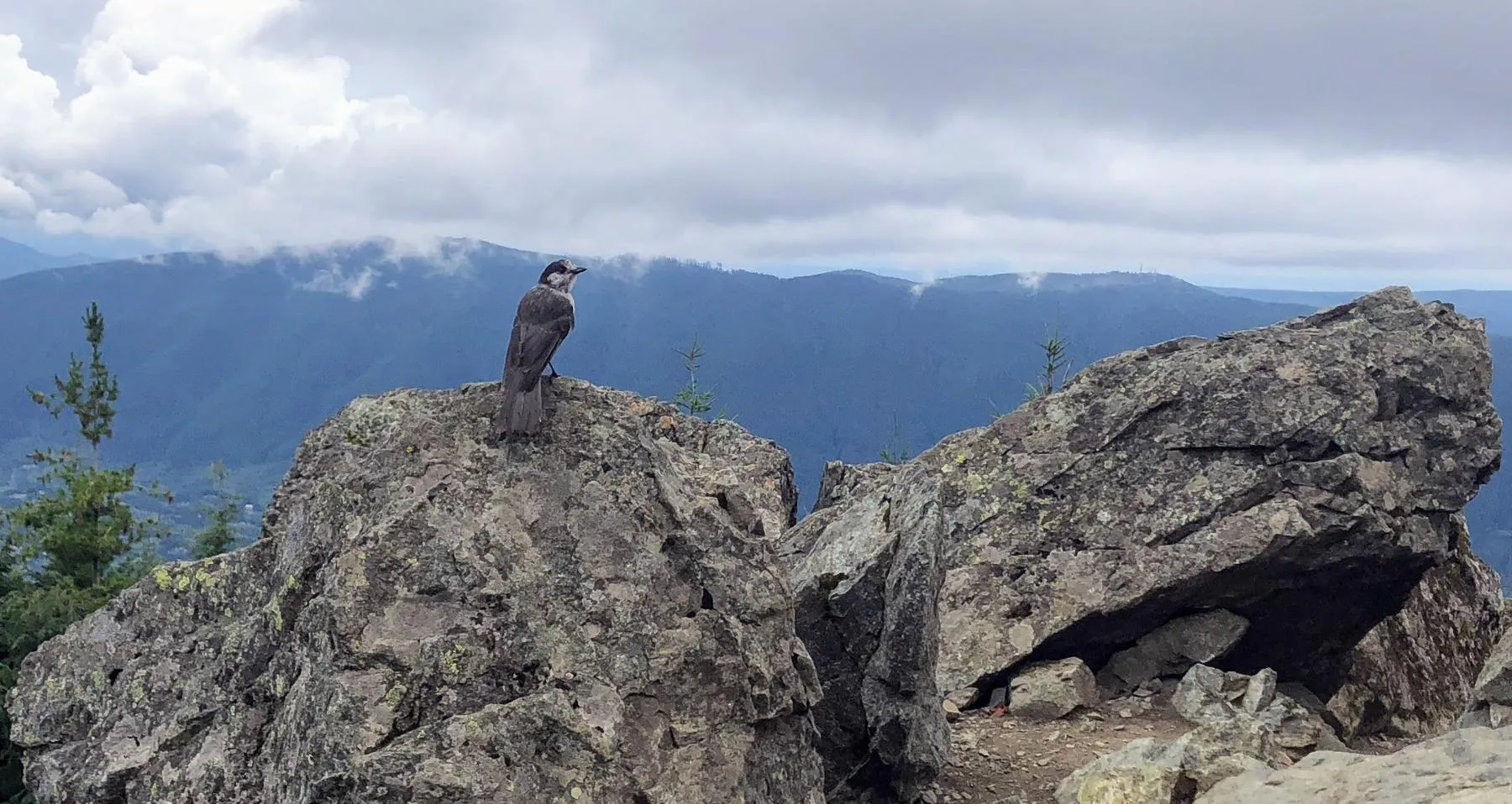A photogenic gray jay posing — right before stealing my cracker! gray jay bird