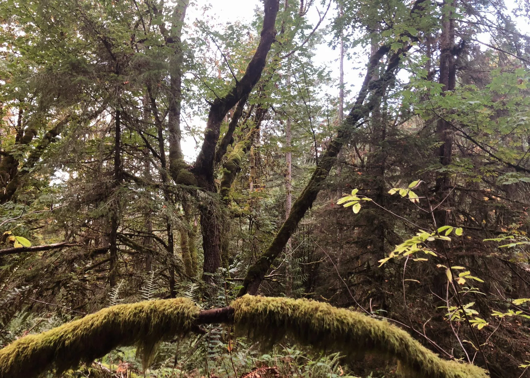 Mossy