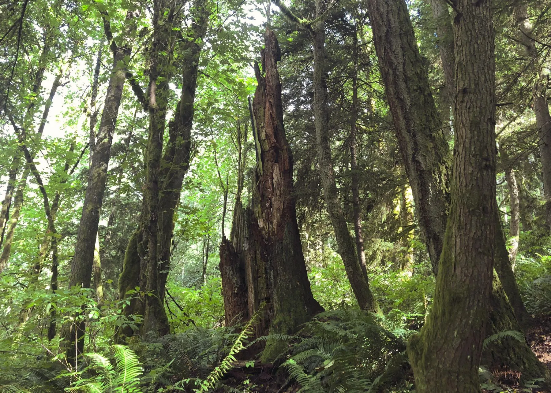 Tall stump